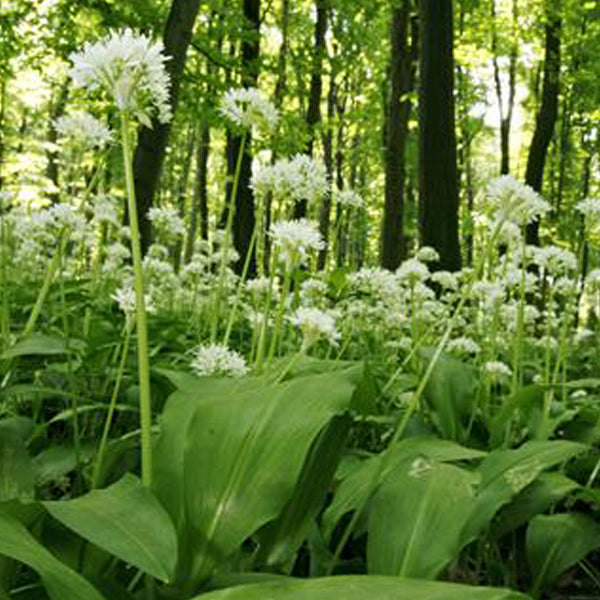 Garlic (wild) Growing Seeds