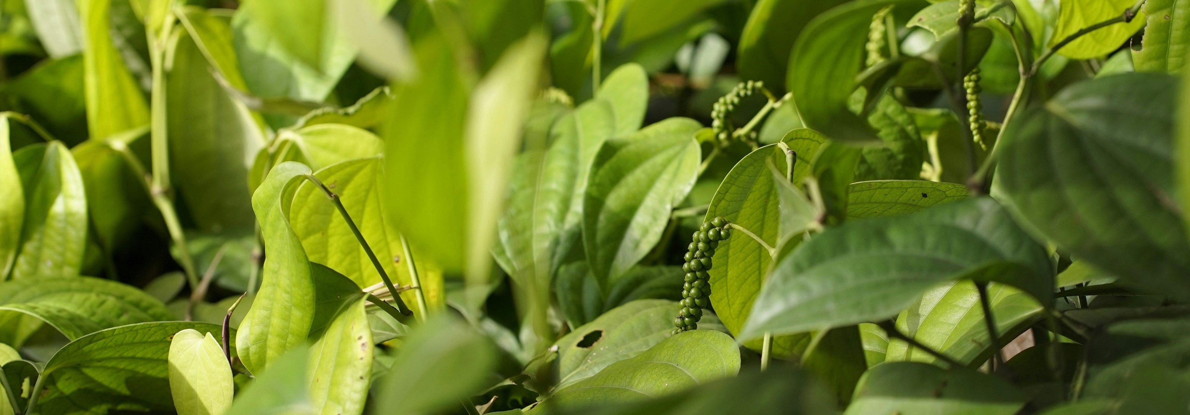 Close-up of green leaves with a blurred red object in the foreground