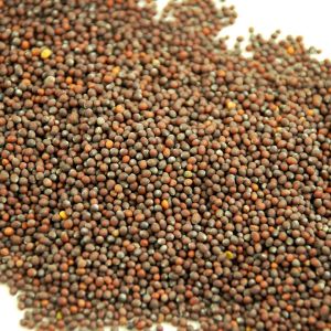 Baldwins Mustard Seed Black ( Brassica Juncea )
