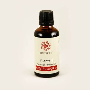 Baldwins Plantain ( Plantago Lanceolata )  Herbal Tincture
