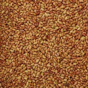 Baldwins Alfalfa Seed ( Medicago Sativa )
