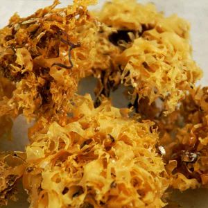 Baldwins Organic Irish Moss Herb ( Chondrus crispus )