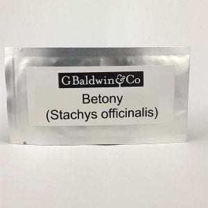 Betony Growing Seeds