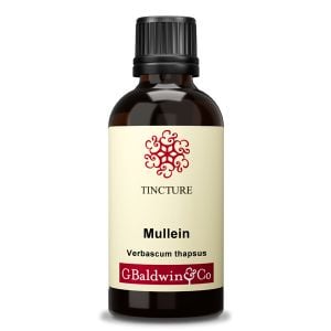 Baldwins Mullein ( Verbascum Thapsus ) Herbal Tincture