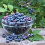 The Benefits of the Bilberry