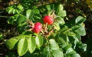 Rose Hips ~ Perfect For Autumn Foraging ~ Packed With Vitamin C!