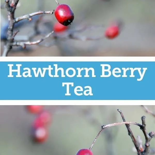 Image says how to make hawthorn berry tea