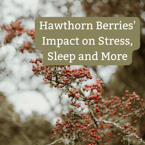 Image of Hawthorn berries with text "hawthorn berrie's impact on stress, sleep and more"