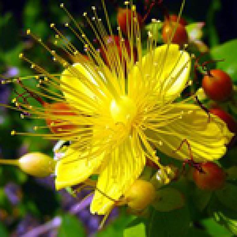 Ward Off the Winter Blues with St. John’s Wort